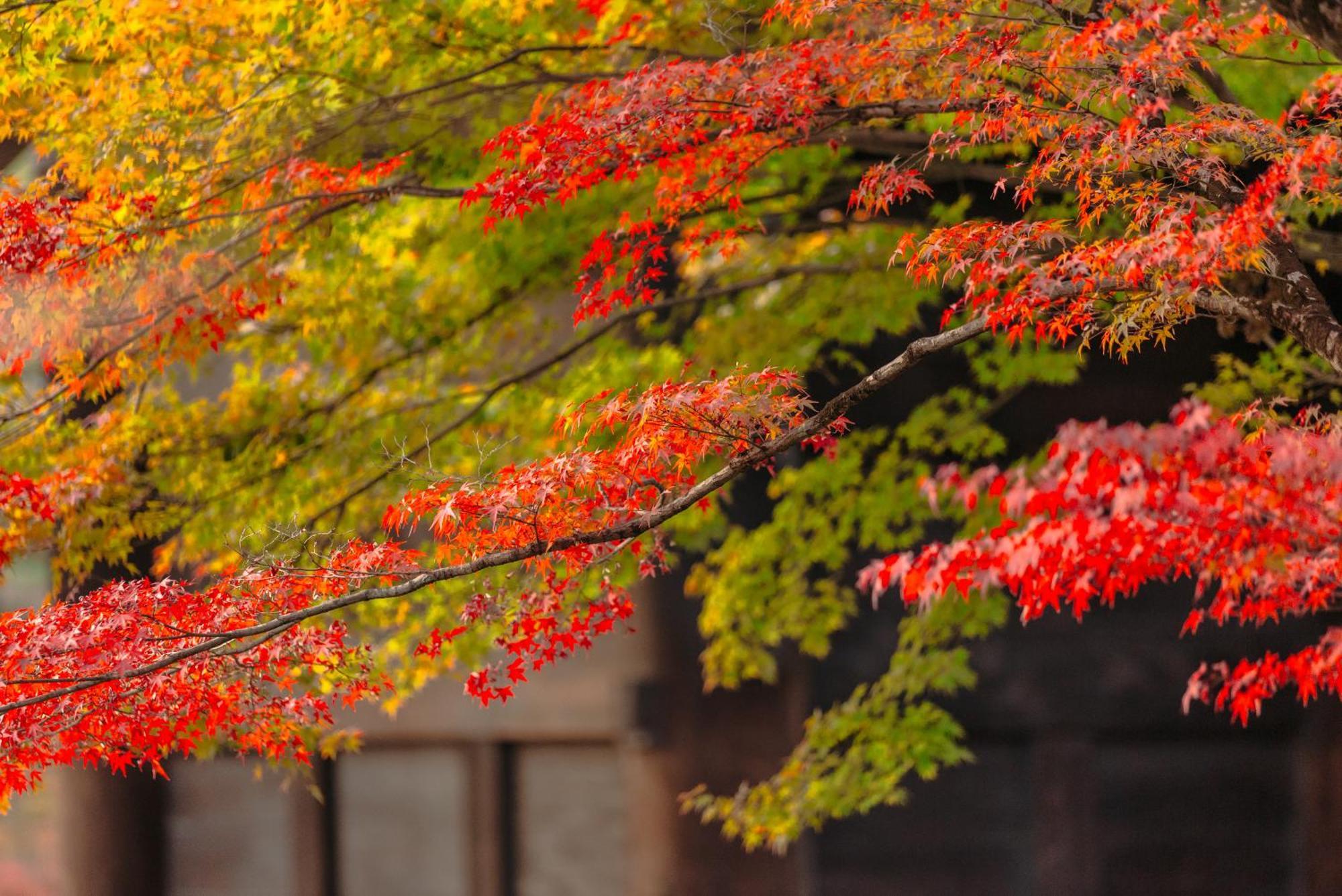 Kyoto Nanzenji Ryokan Yachiyo Exterior foto